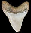 Megalodon Tooth - North Carolina #59074-2